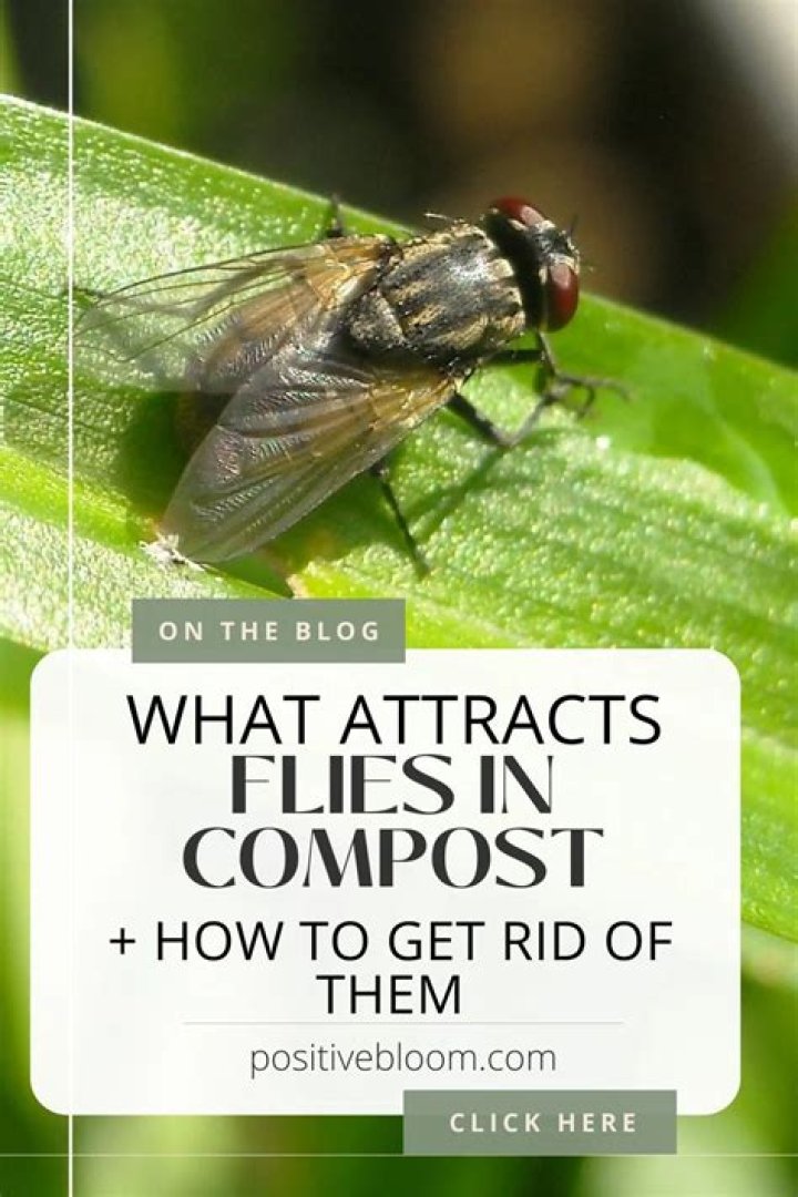 Are flies good for compost?
