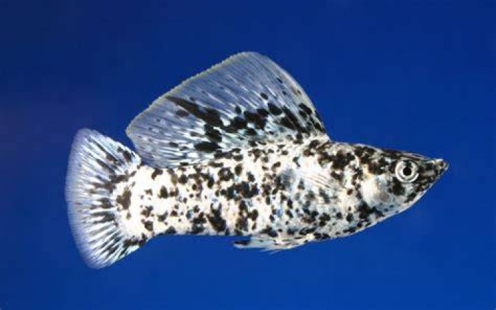 Are Mollies aggressive fish?