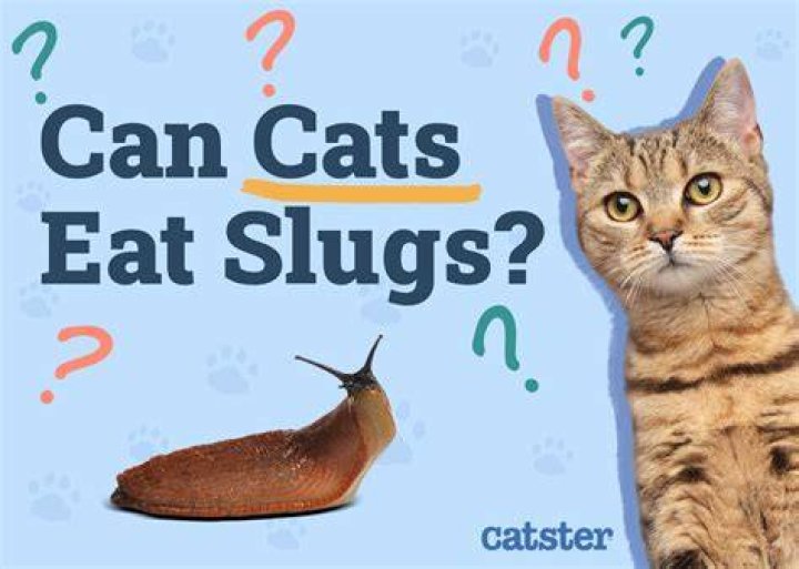 Are slugs harmful to cats?