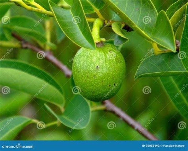 Are swamp apples edible?