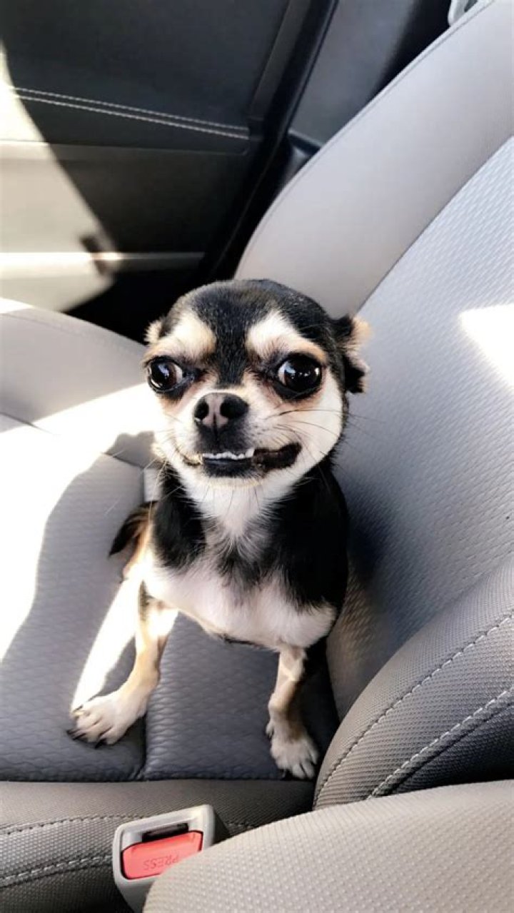 Becky G Pets