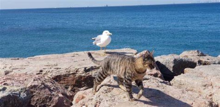 Can a cat kill a seagull?