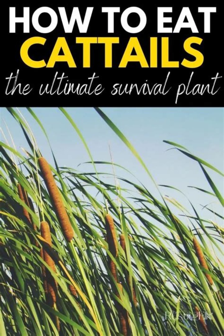 Can I eat cattails?