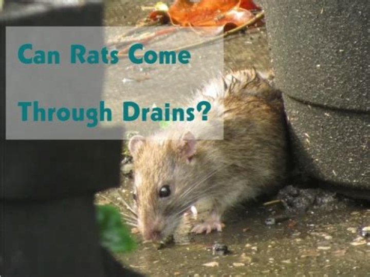 Can rats come up through shower drains?