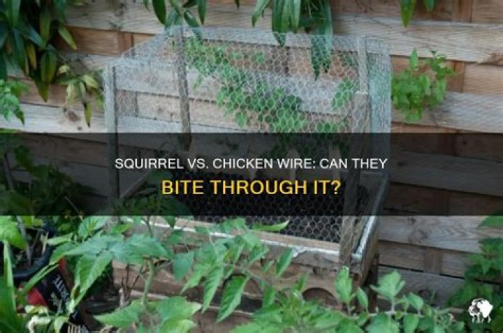 Can squirrels chew through chicken wire?