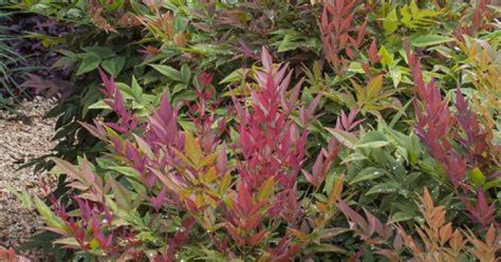 Can you prune Nandinas?