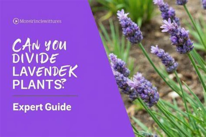 Can you split lavender plants?