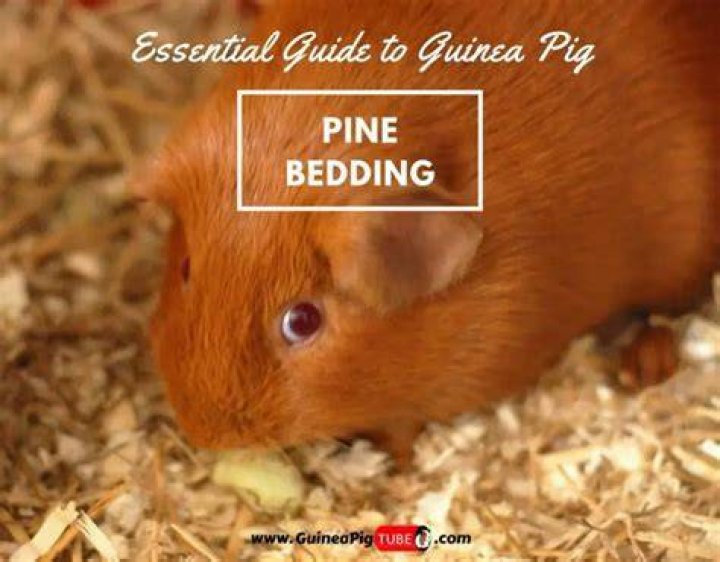 Can you use pine bedding with guinea pigs?