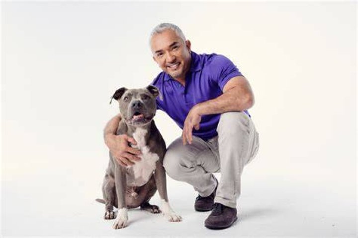 Cesar Millan Bio (Wiki) 