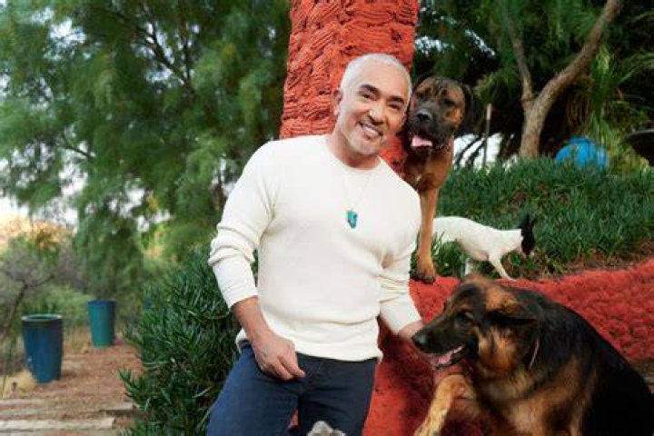 Cesar Millan Highlights