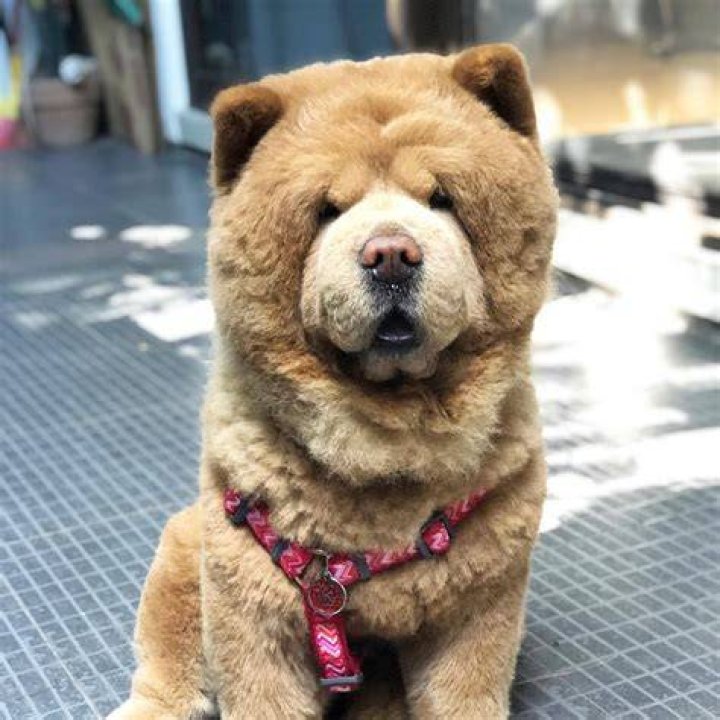 chowder the bear dog2