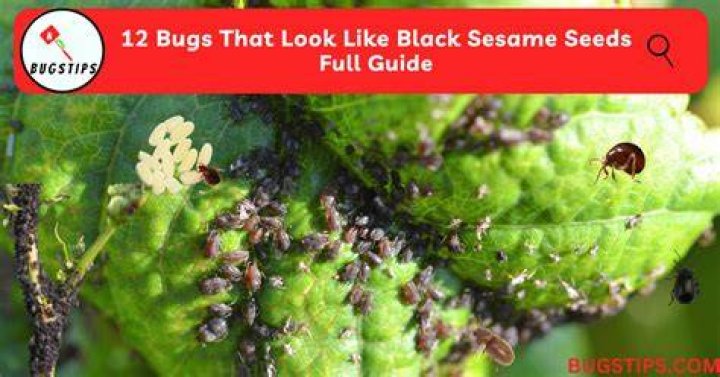 Do bed bugs look like sesame seeds?