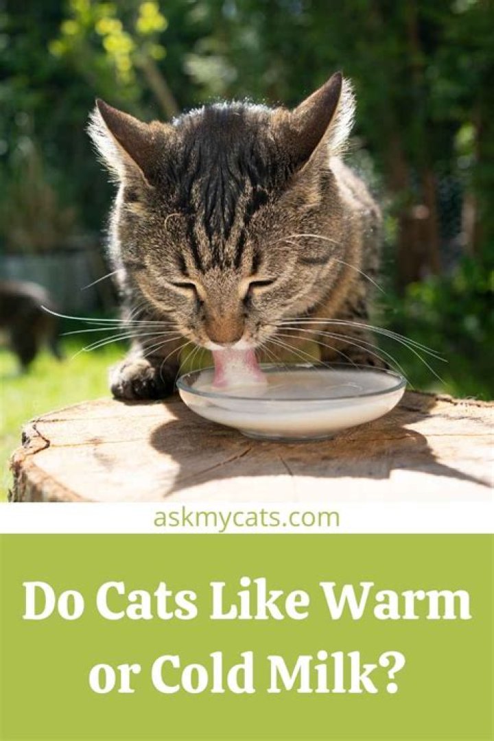 Do cats prefer warm or cold milk?