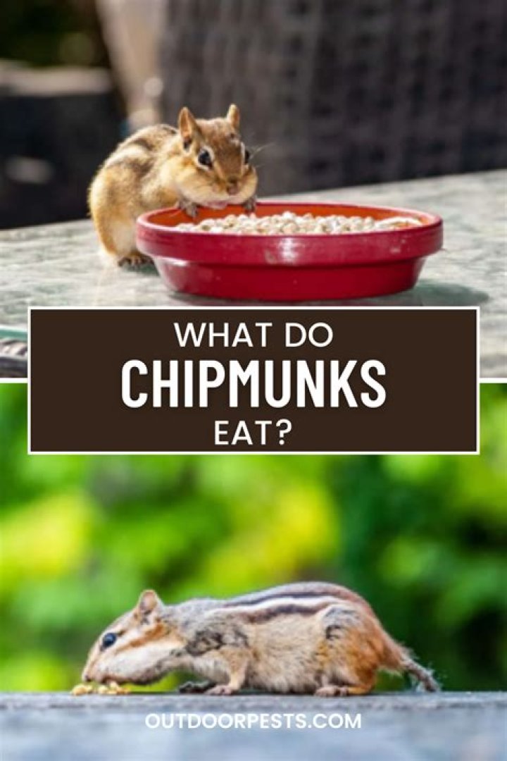 Do chipmunks eat begonias?
