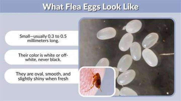 Do flea eggs look like sesame seeds?