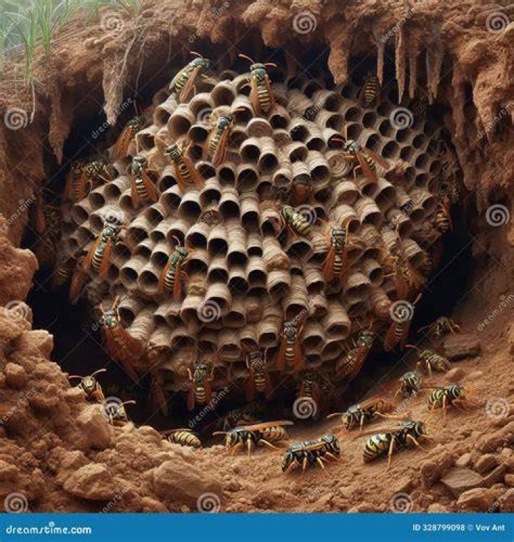 Do Hornets dig under the dirt?