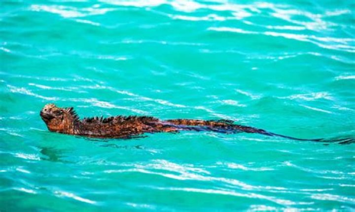 Do Iguanas poop in pools?