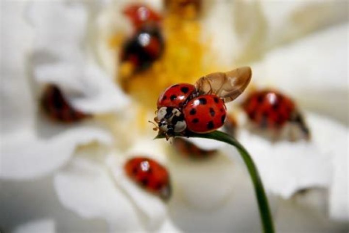 Do ladybugs have a smell?