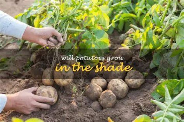Do potatoes grow in sun or shade?