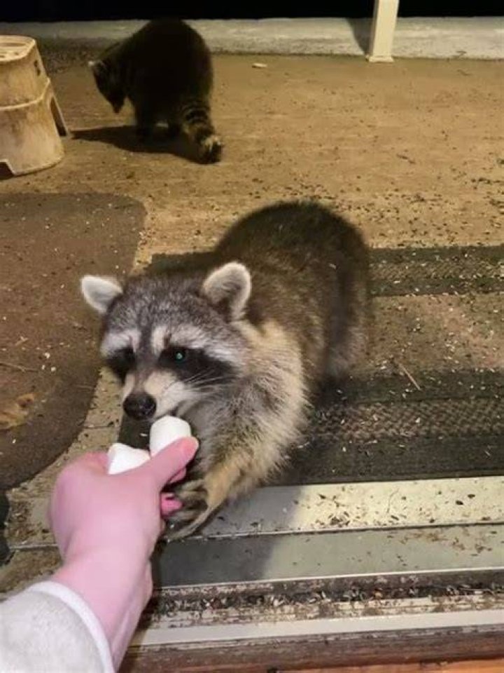 Do racoons like marshmallows?