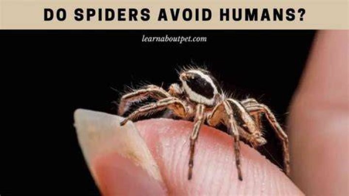 Do spiders avoid sleeping humans?
