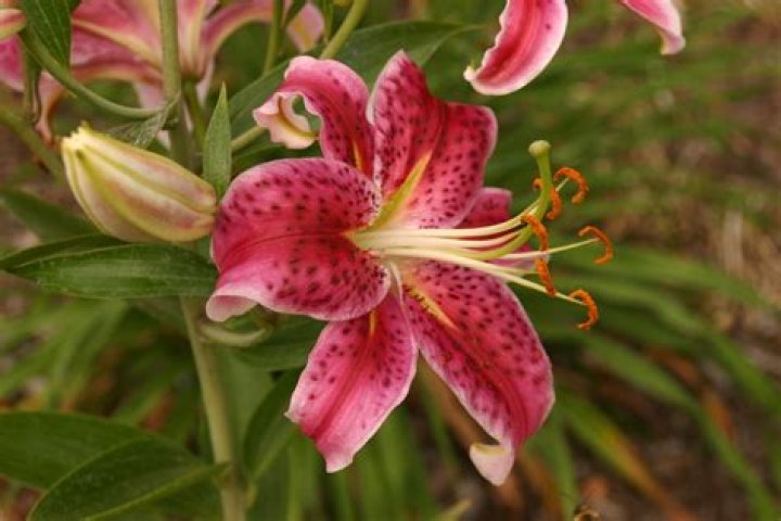 Do stargazer lilies come in different colors?