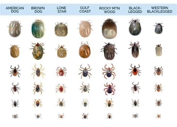 Do ticks have 6 legs?