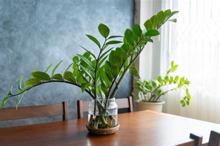 Do ZZ plants like humidity?