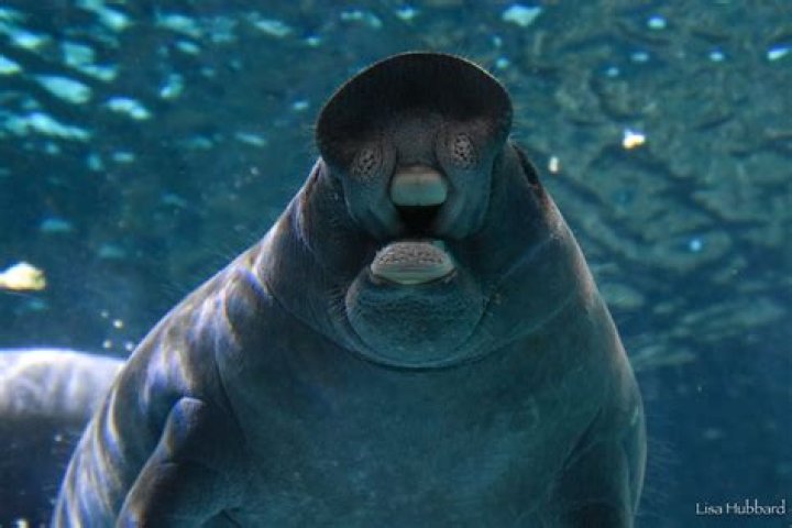 Does a manatee have teeth?