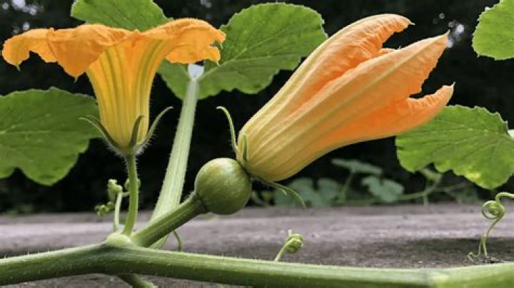 Does a pumpkin grow from the flower?
