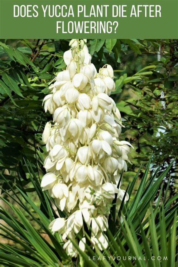 Does a Yucca die after flowering?