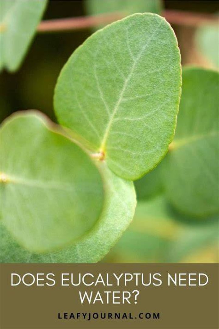 Does preserved eucalyptus need water?