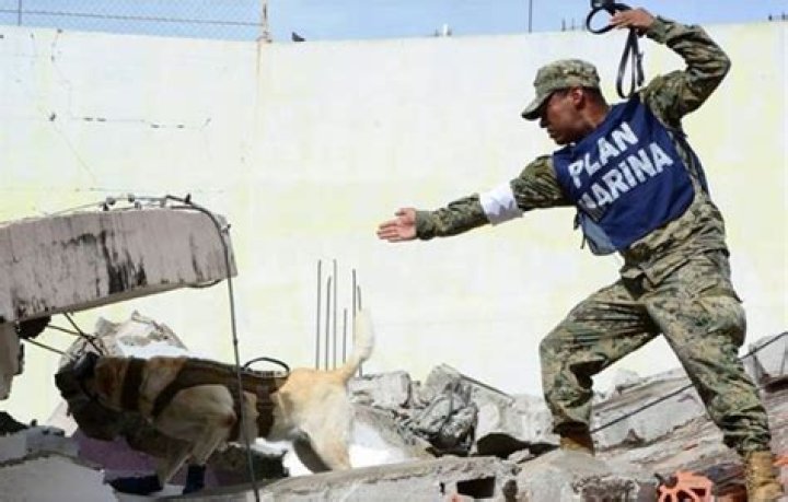 Frida mexico semar marines earthquake hero dog