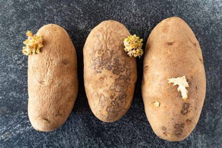 How can old potatoes kill you?