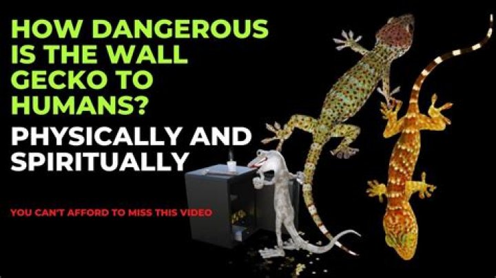 How dangerous is wall gecko?