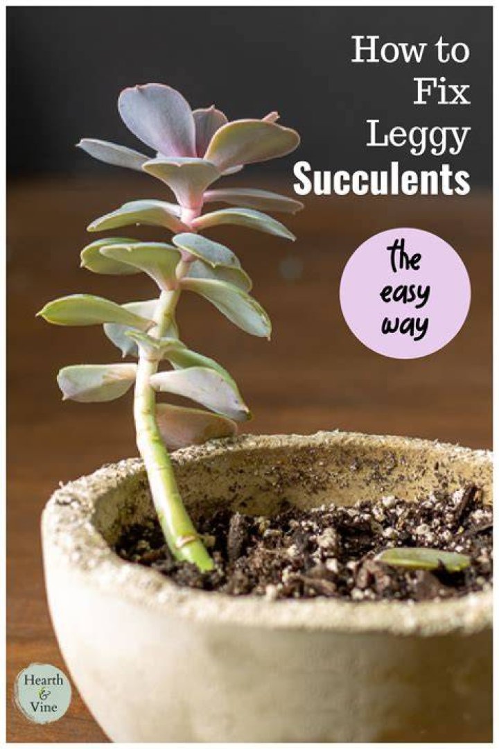 How do I fix my leggy succulents?