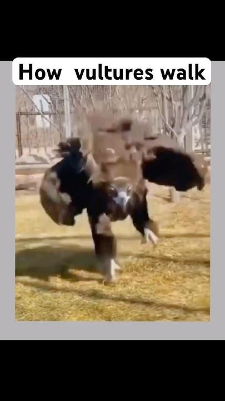 How do vultures walk?