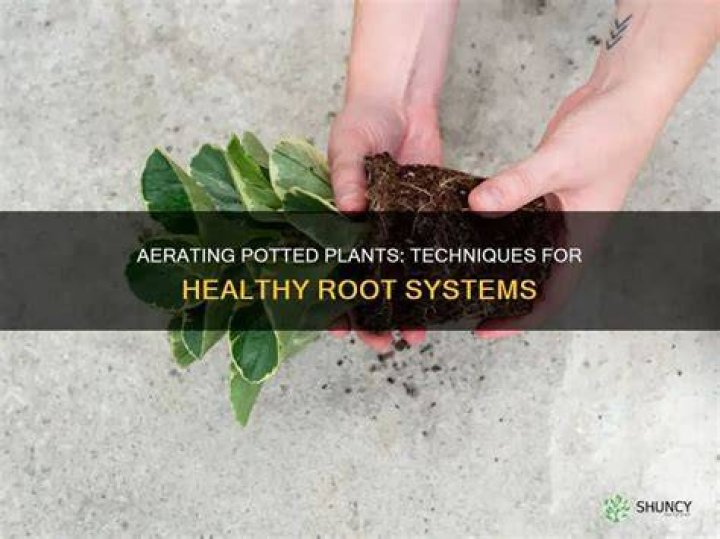 How do you aerate potted plants?