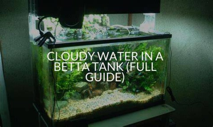 How do you clear up cloudy betta fish water?