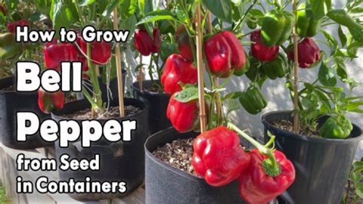How do you grow sweet cherry peppers?