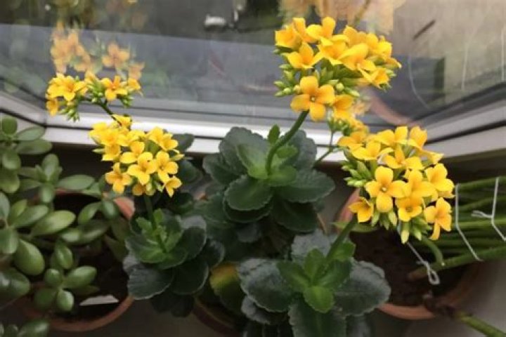 How do you keep a Kalanchoe blooming?