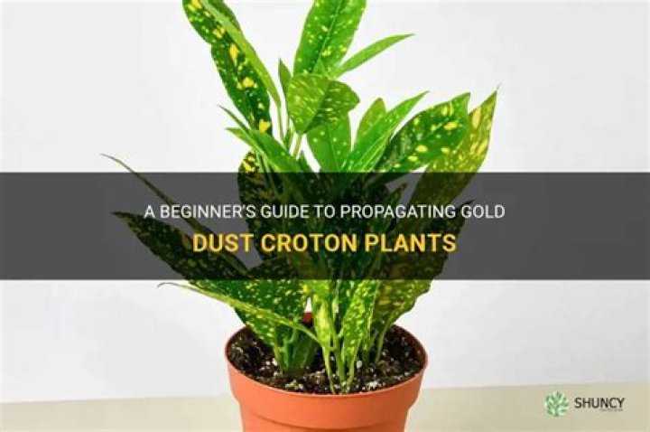How do you propagate gold dust croton?