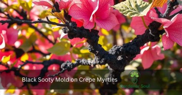 How do you stop crepe myrtles from running?