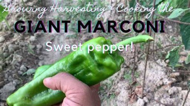 How do you use Marconi peppers?