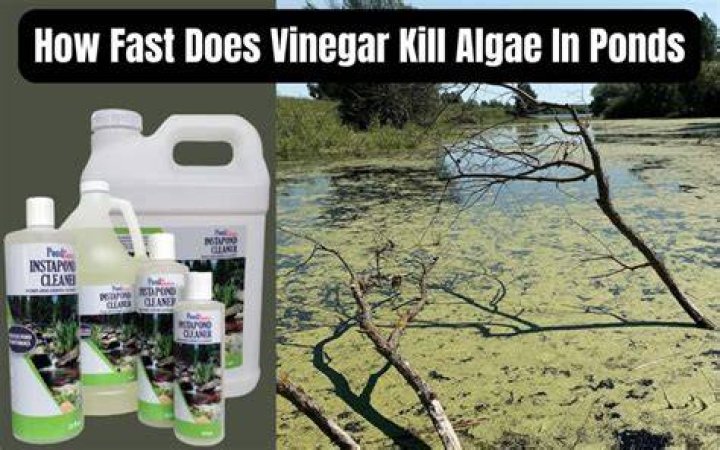 How does vinegar get rid of algae?