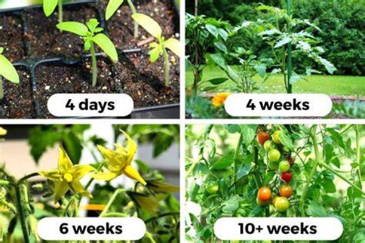 How long should I wait to seed after lime?
