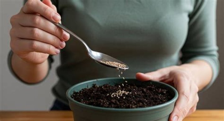 How long soak basil seeds before planting?