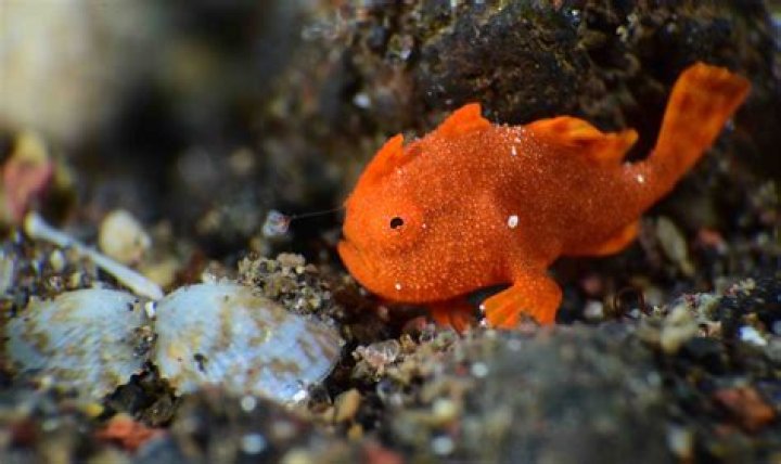Is a frogfish poisonous?