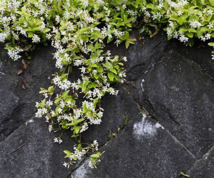 Is Asian jasmine deer resistant?