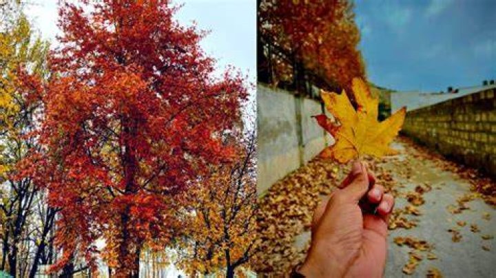 Is Chinar and Maple same?